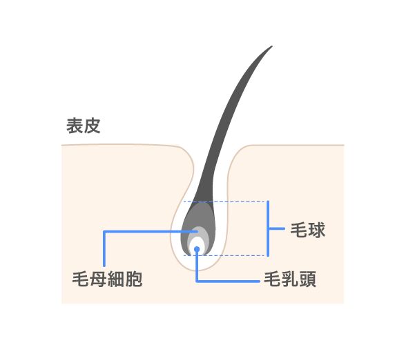 メカニズム