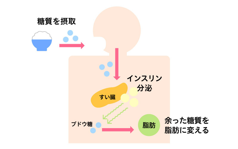 糖質制限のメカニズム